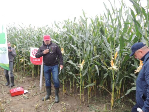 Instytut Zootechniki-Państwowy Instytut Badawczy, Zakład Doświadczalny w Pawłowicach, osadkowski, kukurydza