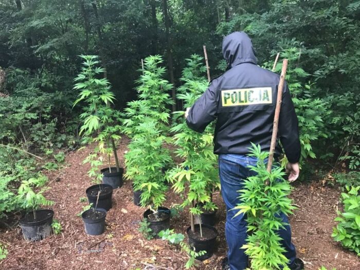 konopie indyjskie, plantacja konopi, narkotyki, marihuana, plantacja konopi w lesie, policja