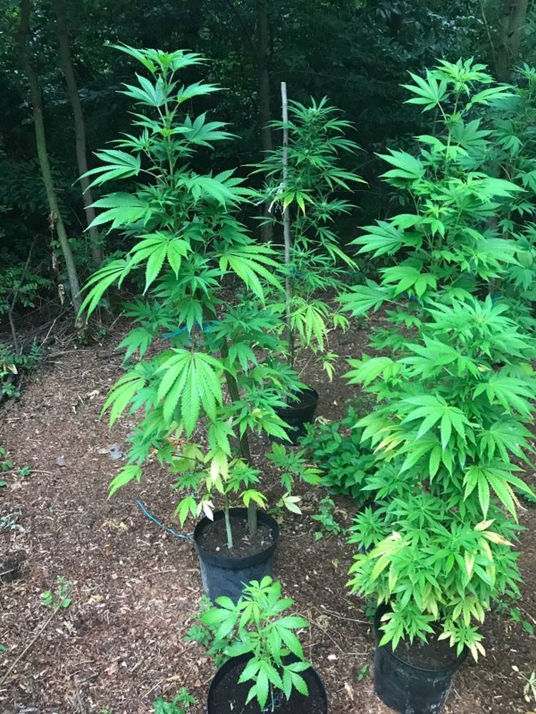 konopie indyjskie, plantacja konopi, narkotyki, marihuana, plantacja konopi w lesie, policja