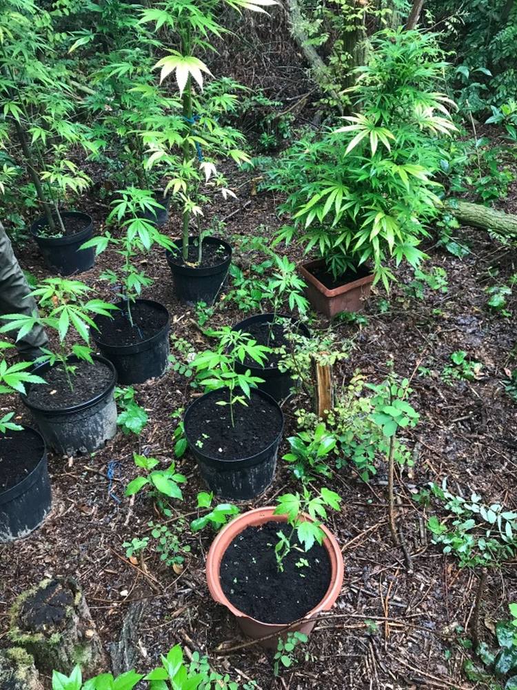konopie indyjskie, plantacja konopi, narkotyki, marihuana, plantacja konopi w lesie, policja