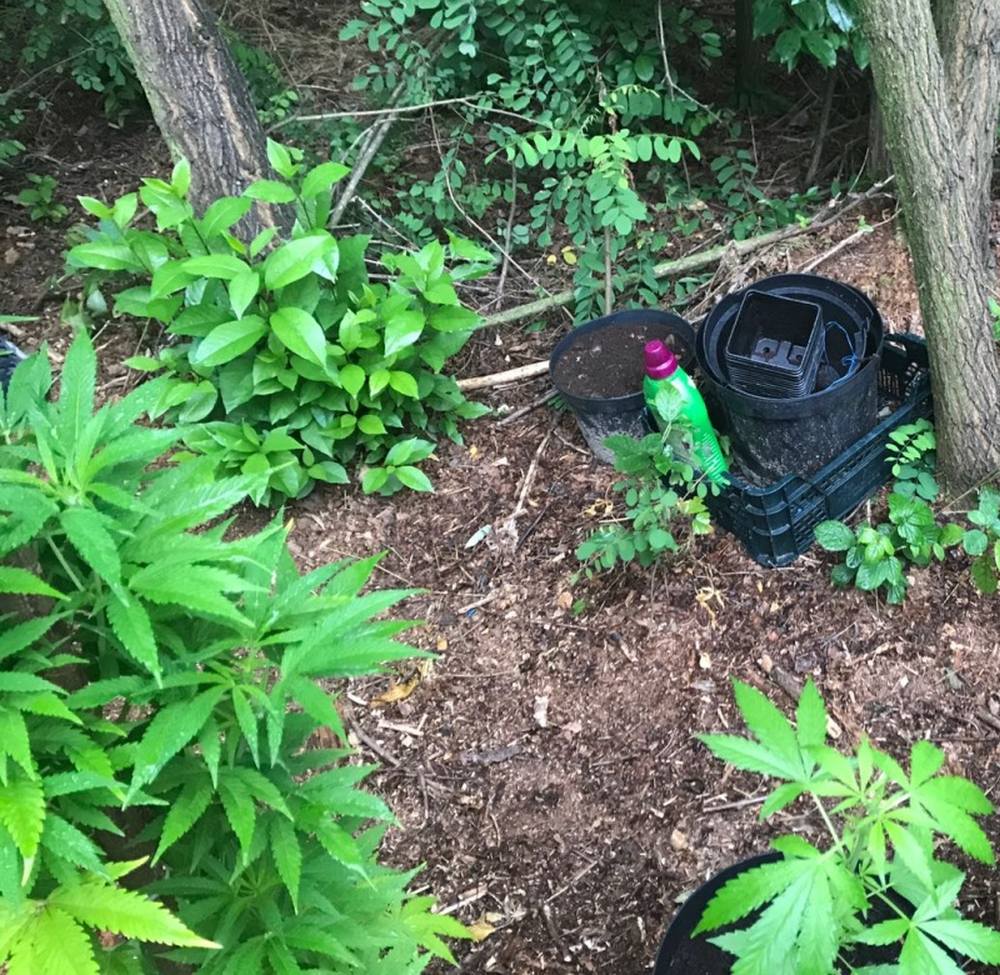 konopie indyjskie, plantacja konopi, narkotyki, marihuana, plantacja konopi w lesie, policja