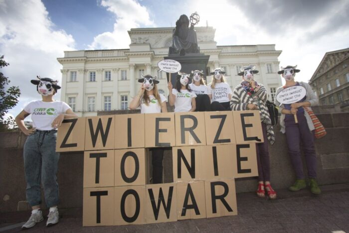 Stop Transportowi Żywych Zwierząt, protest przeciwko długodystansowemu transportowi żywych zwierząt, transport zwierząt