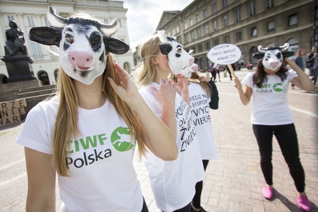 Stop Transportowi Żywych Zwierząt, protest przeciwko długodystansowemu transportowi żywych zwierząt, transport zwierząt