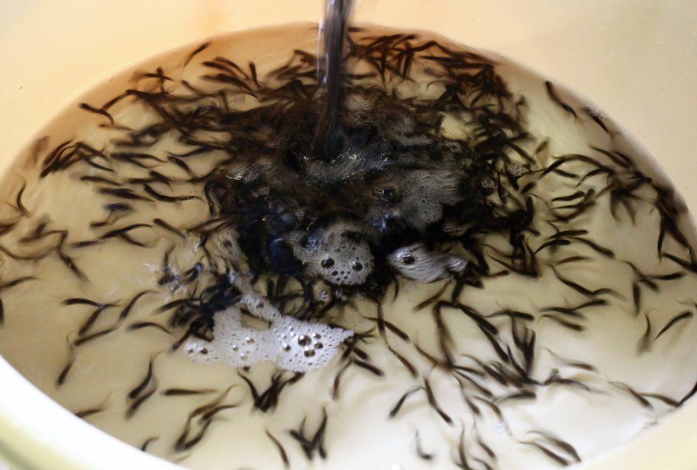 zarybianie pstrągiem, pstrąg potokowy, wałbrzych, dolny śląsk, Ośrodek Hodowli Pstrąga w Ścinawce Średniej