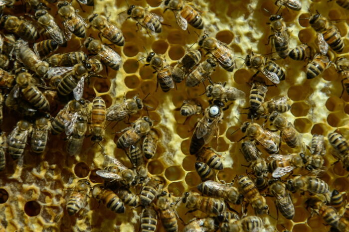 Mleczko pszczele, pszczoły, pszczelarstwo, bartnictwo, Darek Kurowski