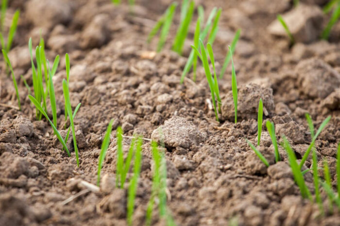 euronext w paryżu, cbot w chicago, notowania pszenicy, notowania kukurydzy