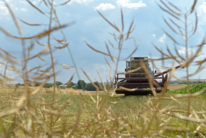 plonowanie rzepaku, plonowanie zbóż, jakość ziarna, województwo lubuskie