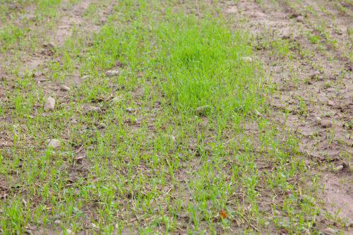 samosiewy zbóż, rzepak