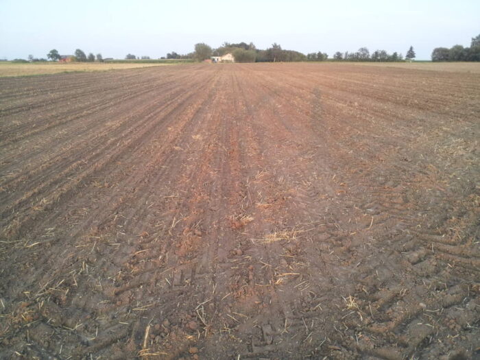 odchwaszczanie doglebowe rzepaku ozimego, chlomazon, odchwaszczanie rzepaku, przedwschodowe odchwaszczanie rzepaku