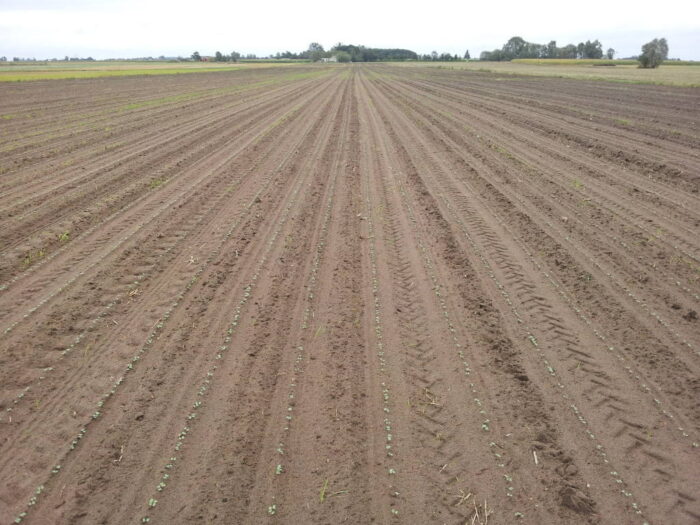 odchwaszczanie rzepaku ozimego, herbicydy doglebowe, zwalczanie chwastów w rzepaku ozimym, wilgotność gleby, napropamid,