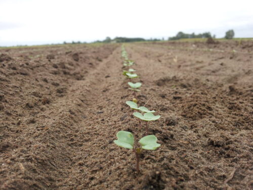 pole, wschody rzepaku, powiat makowski