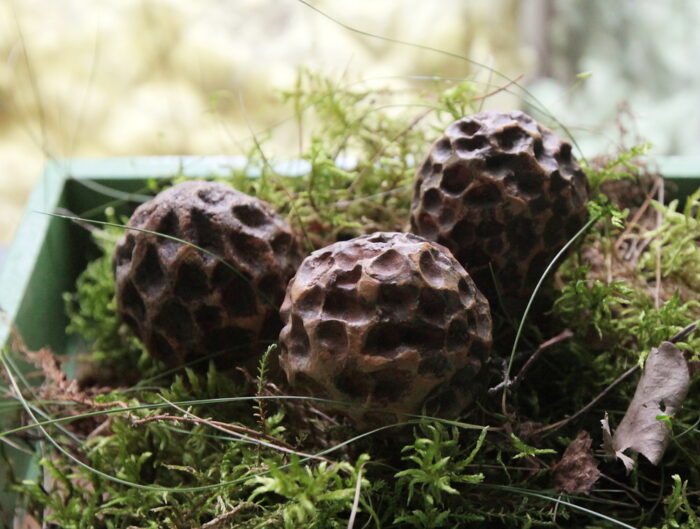 Grzyby z rodziny smardzowanych, grzyby dopuszczone do sprzedaży, ministerstwo zdrowia