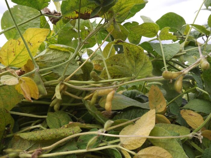 soja, pole, plantacja