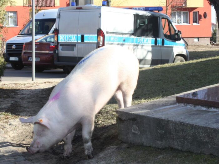 łuków, lubelszczyzna, ucieczka świń z zagrody, policja, trzoda chlewna