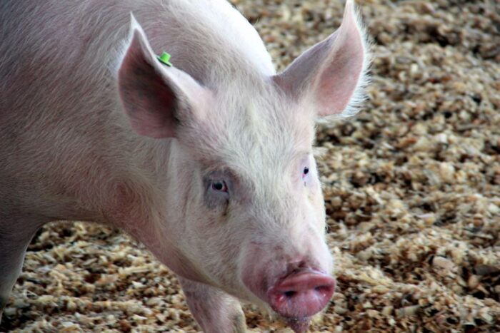 trzoda chlewna, wsparcie finansowe, UE