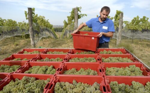 wina, produkcja wina, przemysł winiarski, winobranie, fundacja Galicja Vitis, podkarpacie, ewa wawro