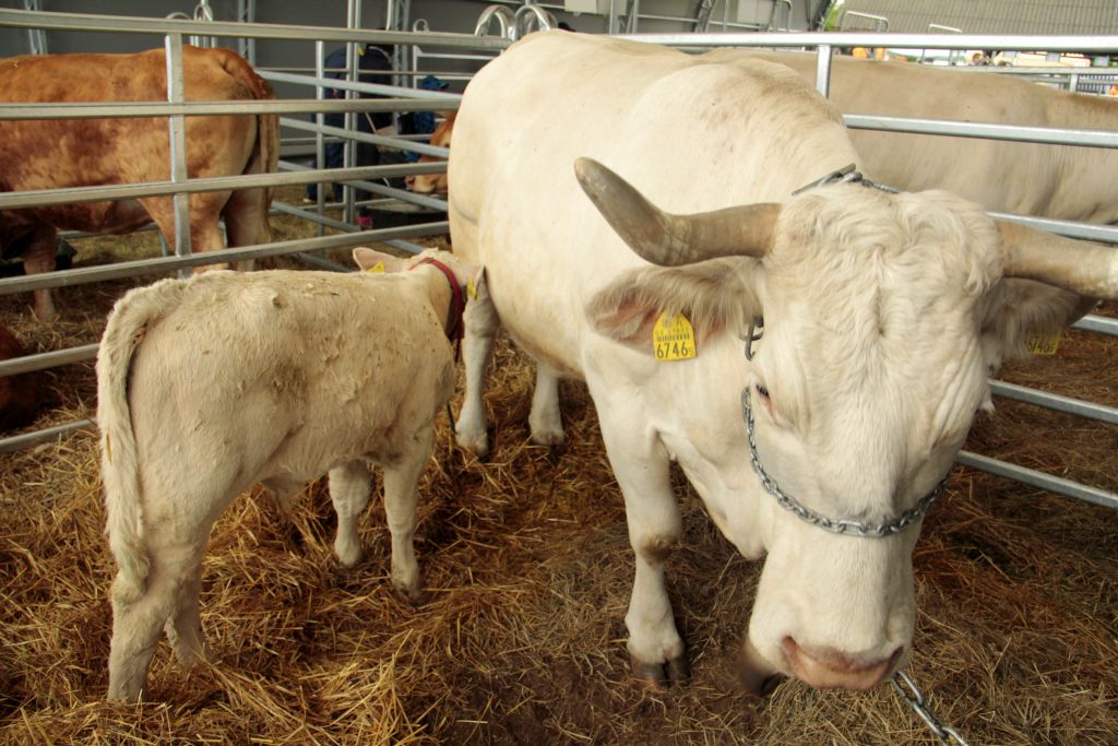 wołowina, rynek mięsa, ceny wołowiny, bydło, eksport wołowiny