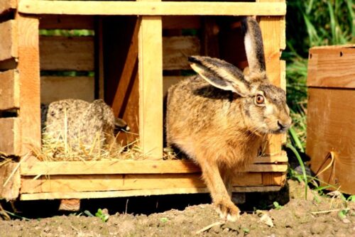 zające, środa śląska, dolny śląsk, zające na polach i łąkach, myśliwi