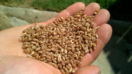 ziarno siewne, pszenica