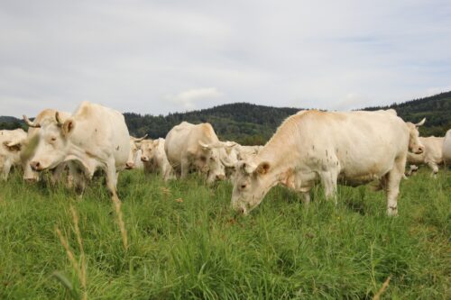 bydło mięsne, charolaise, mamki, odsadki