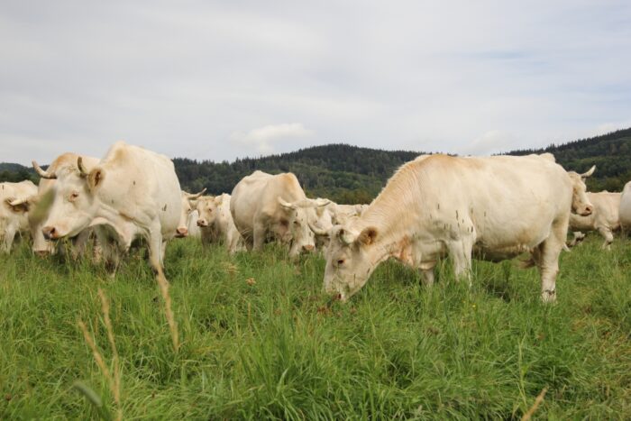 bydło mięsne, charolaise, mamki, odsadki