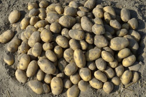 ziemniaki, zbiory ziemniaków, produkcja ziemniaków, areał upraw ziemniaka, plonowanie ziemniaka, bakteria clavibacter