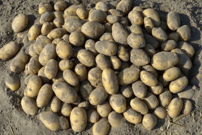 ziemniaki, zbiory ziemniaków, produkcja ziemniaków, areał upraw ziemniaka, plonowanie ziemniaka, bakteria clavibacter