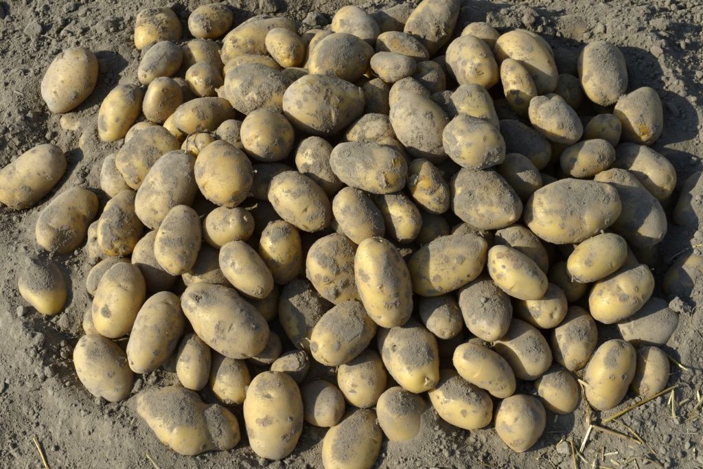 ziemniaki, zbiory ziemniaków, produkcja ziemniaków, areał upraw ziemniaka, plonowanie ziemniaka, bakteria clavibacter