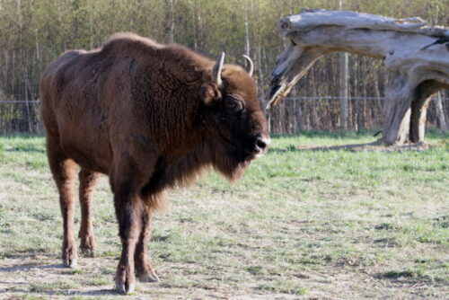 odstrzał żubrów, żubry, lasy państwowe, Generalna Dyrekcja Ochrony Środowiska, anna malinowska