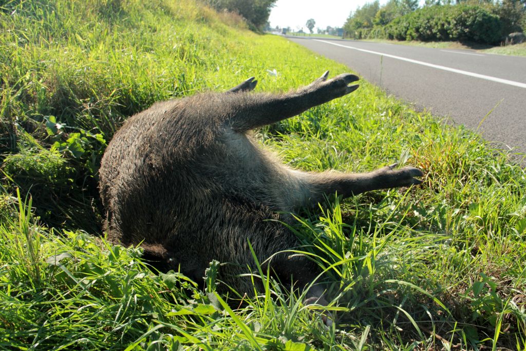ASF, afrykański pomór świń, wspólna polityka rolna, trzoda chlewna