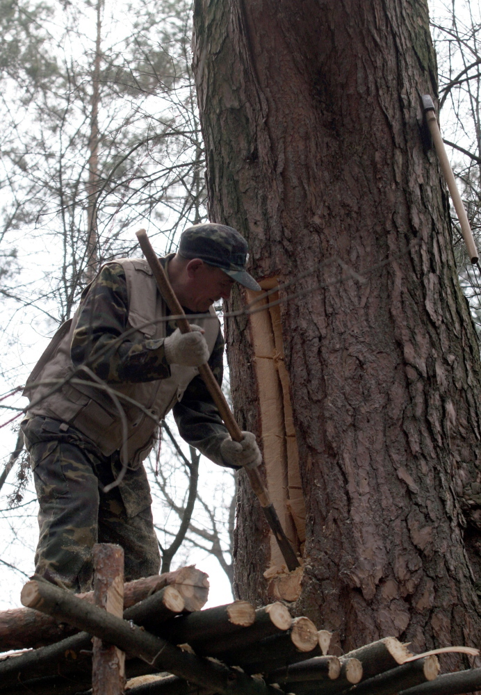 pszczelarstwo, bartnictwo, pszczoły, owady zapylające, pszczelarstwo leśne, kłody bartne, miód bartny
