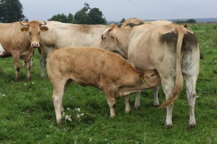 dobrostan zwierząt, ekoschemat dobrostan zwierząt, bydło mleczne, bydło mięsne, trzoda chlewna, drób, konie, kozy, owce