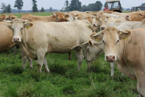 blonde d'aquitaine, bydło mięsne, wołowina, Francja