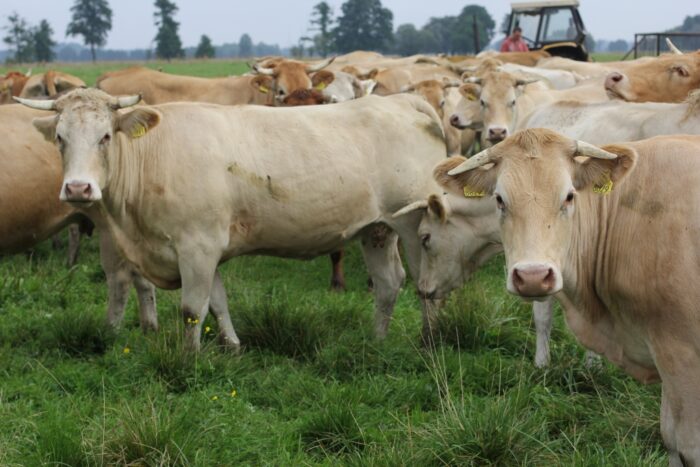 blonde d'aquitaine, bydło mięsne, wołowina, Francja