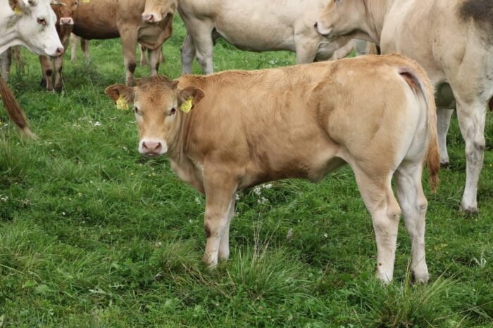 blonde d'aquitaine, bydło mięsne, wołowina, Francja