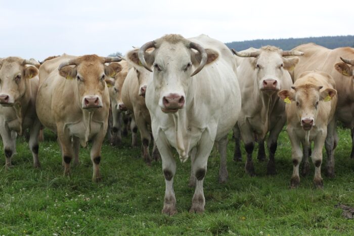 blonde d'aquitaine, bydło mięsne, wołowina, Francja