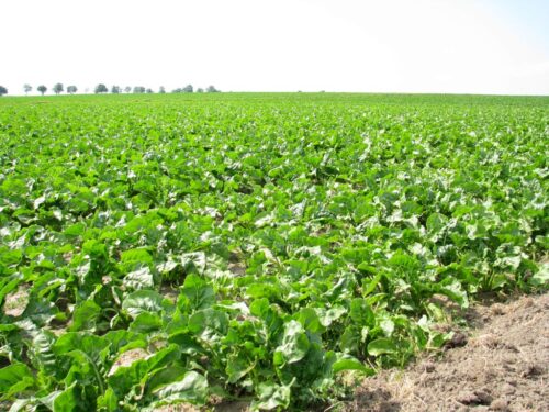 Krajowy Związek Plantatorów Buraka Cukrowego, Federacja Branżowych Związków Producentów Rolnych, glifosat