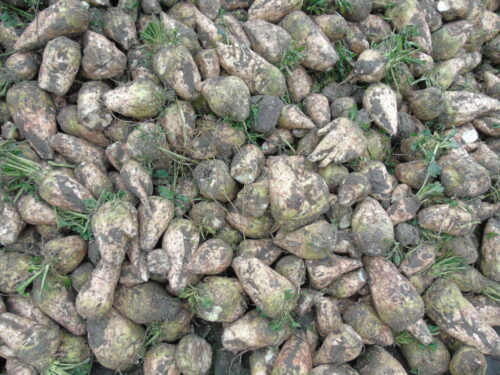 buraki, pryzma, korzenie