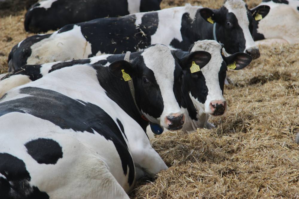 pożar, ubezpieczenie, bydło, drób, ubezpieczenie gospodarstwa