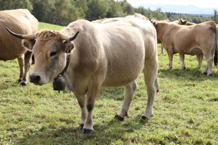 bawaria, Holzkirchen, farma bydła, hodowla bydła, krowie dzwonki