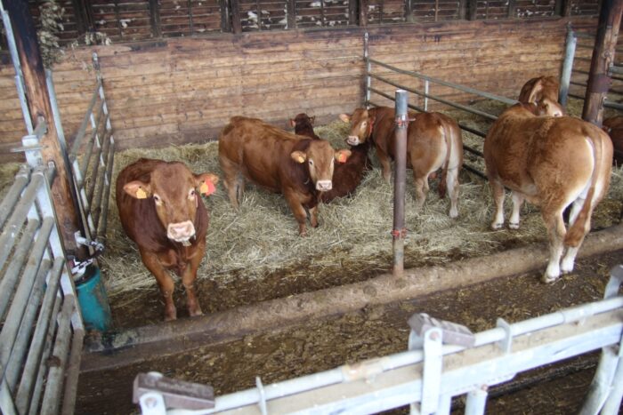 bydło mięsne, wołowina, produkcja wołowiny, Unia Europejska, hodowcy bydła mięsnego, buhaje mięsne, Brexit, cena żywca