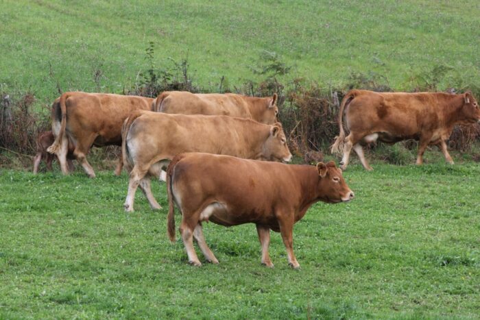Podlaska Izba Rolnicza, arimr, pomoic klęskowa, produkcja zwierzęca