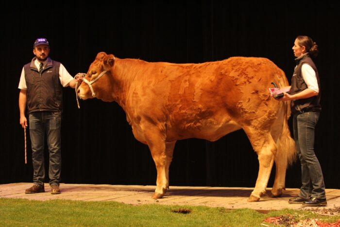 Sommet de l'Elevage, bydło mięsne, wystawa zwierząt hodowlanych, limousine