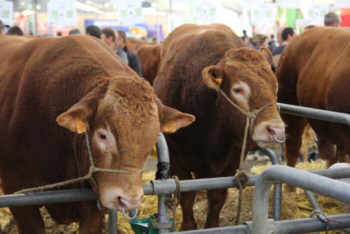 aukcja bydła mięsnego, limousine, jałówki, odsadki