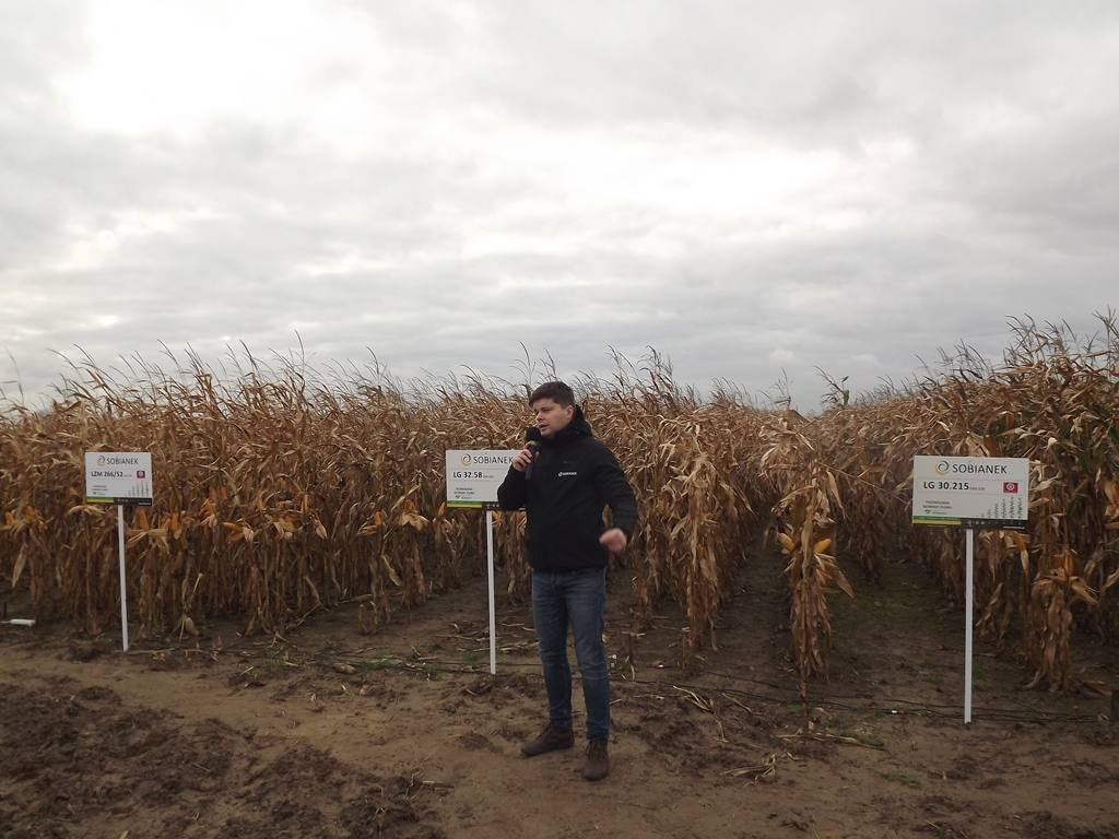 Demo Farma Sobianek, kukurydza, uprawa kukurydzy, Sobianek, Biała Podlaska, lubelskie