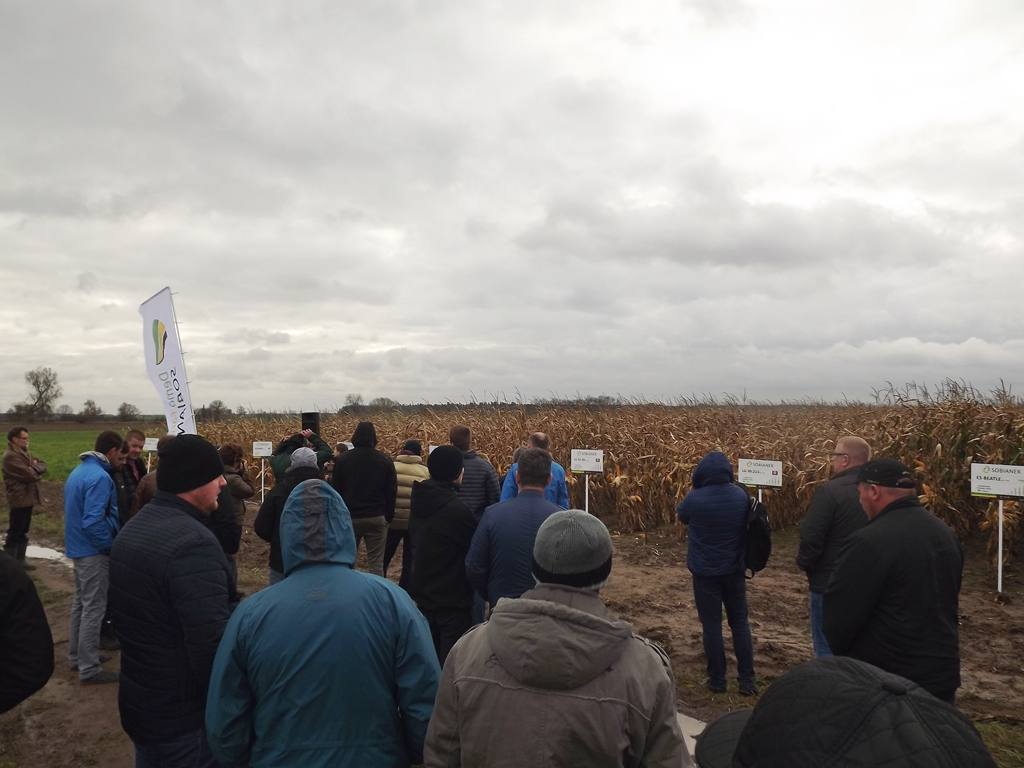 Demo Farma Sobianek, kukurydza, uprawa kukurydzy, Sobianek, Biała Podlaska, lubelskie