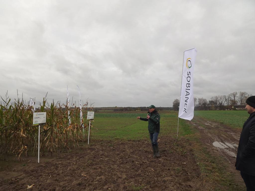 Demo Farma Sobianek, kukurydza, uprawa kukurydzy, Sobianek, Biała Podlaska, lubelskie