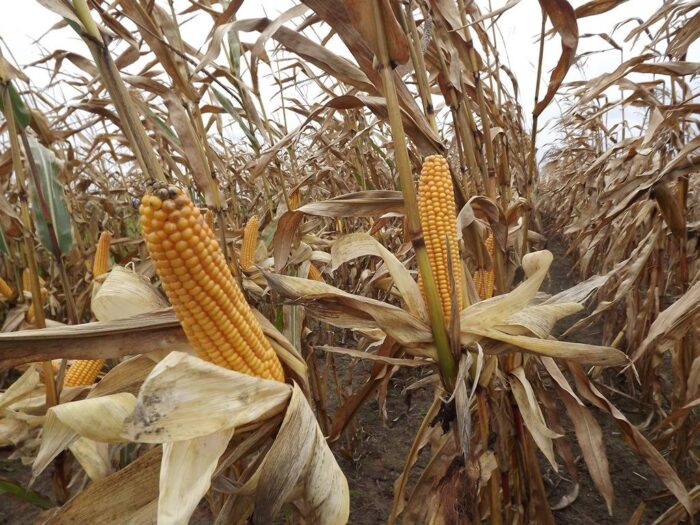 Demo Farma Sobianek, kukurydza, uprawa kukurydzy, Sobianek, Biała Podlaska, lubelskie