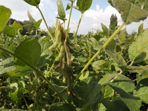 Agroyoumis, warsztaty polowe w Deszkowicach, Natalia Sibirtseva, uprawa soi