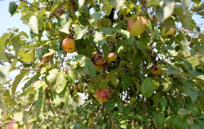 program Odnowa Wsi, opolszczyzna, sadzonki drzew i krzewów, tradycyjne gatunki drzew